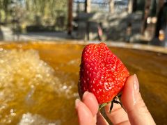 -春晖园度假酒店温泉