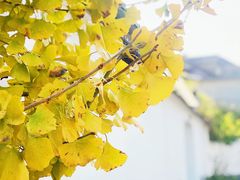 -雨花胜境