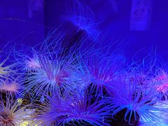 -上海海洋水族馆