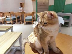 -藏猫猫咖啡主题馆(中央大道店)