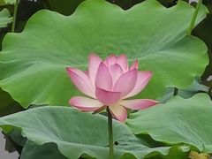 -荔湾湖公园