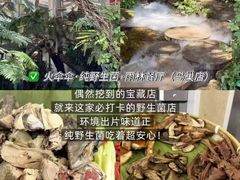 -西双版纳原始森林公园