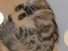 -李小姐の猫咖啡馆(五角场店)