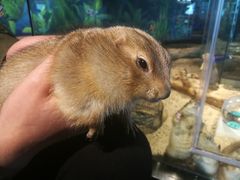 -昆明大悦城未来动物城(螺蛳湾中心店)