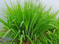 -白鹭湾湿地公园