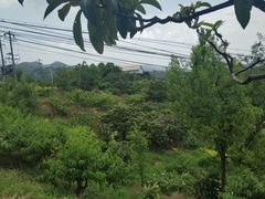 -桃源山庄·水蜜桃采摘·柴火鸡·烧烤团建(龙泉山店)