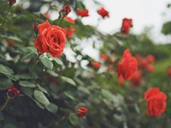-洛阳市隋唐城遗址植物园