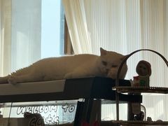 -猫咖时代(中山亭店)