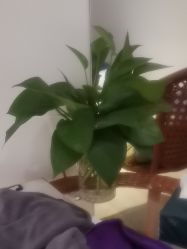 -Dr.林醫生产后修复·配方产康店(南京大厂店)