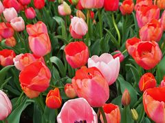 -沈大成(城隍庙店)