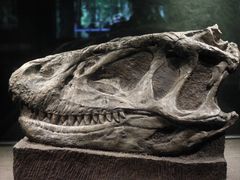 -自贡恐龙博物馆