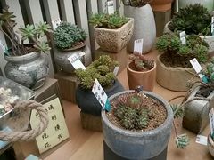 android_upload_pic-三圣花乡旅游区