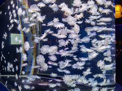 -太平洋海底世界