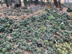 -深圳仙湖植物园