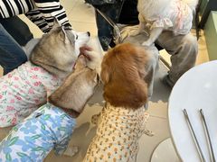 -怪兽屋·羊驼·猫咖·狗咖(俊华广场店)