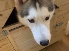 -Husky Go! 哈士奇体验馆·宠物咖啡厅狗咖