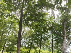 -素山寺森林公园