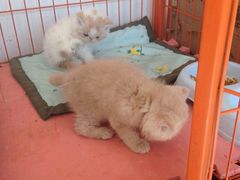 -中农大我爱我爱24h动物医院·中医针灸·猫专科·骨科医疗中心(双井店)