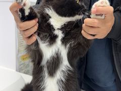 -宠物星动物医院·眼科·异宠·猫科(江南大道总院)