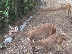 -清迈夜间动物园