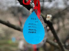 -香雪海