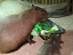 -萌宠奇缘