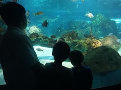 -瑞普利水族馆