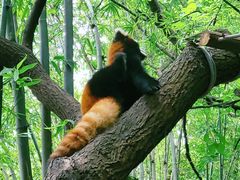 -成都大熊猫繁育研究基地