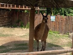 -泉州海丝野生动物世界