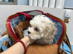 -纳吉亚猫专科动物诊疗中心(蒋宅口分院)