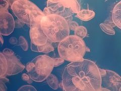 -福州罗源湾海洋世界旅游区