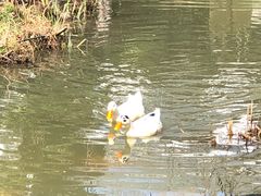 -武汉紫薇都市田园