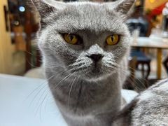 -猫小院猫主题餐厅(南锣旗舰店)
