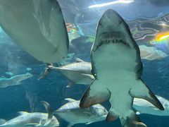 -上海海洋水族馆