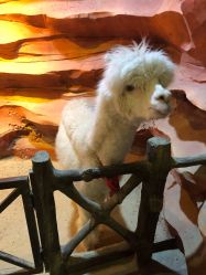 -酷嗒动物文化乐园(cutezoo西溪乐天城店)