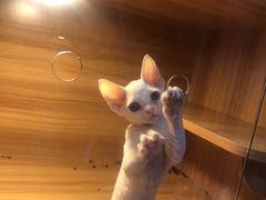 -喵百万·布偶·蓝金金渐层英短·猫舍(百子湾店)