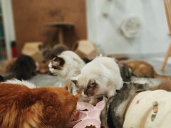 -楼上猫咖(罗湖店)