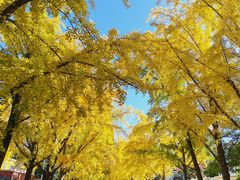 -三里屯东五街银杏大道