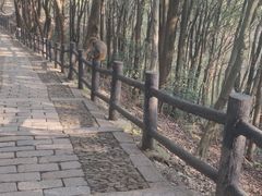 -苏州上方山国家森林公园