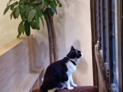 -猫的天空之城概念书店(杭州南宋御街店)