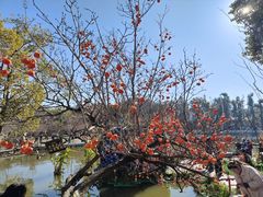 -翠湖公园