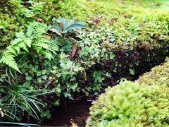 -西芳寺(苔寺)
