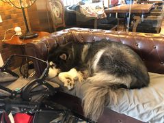 -more than meow吴止猫主题餐厅(承德 中船汇店)