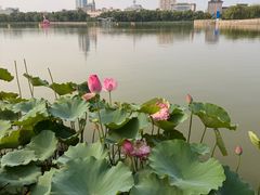 -莲花池公园