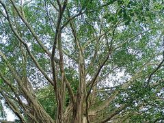 -海南热带野生动植物园