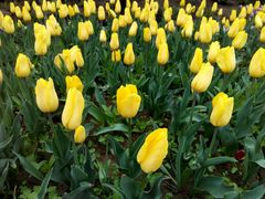 android_upload_pic-洛阳郁金香牡丹园