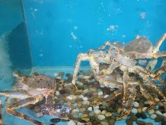 -海大大蒸汽海鲜餐厅·粤菜·特色小炒(欢乐颂店)