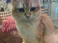 -大型宠物商超·宠海王国·宠物猫狗活体·用品·美容(新世界百货重庆店)