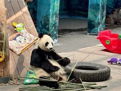 -沈阳森林动物园