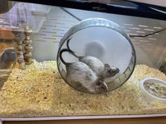 -酷以爬仙阁实体爬宠店·守宫·蜥蜴·专业繁育